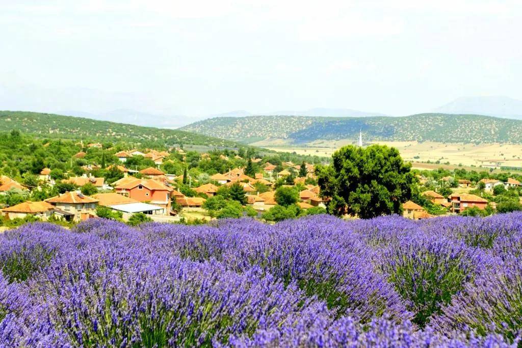 Türk Çiftçiler ve Lavanta Balı Çılgınlığı